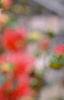 Dahlia 'Loretta', flowers