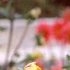 Dahlia 'Loretta', flowers