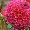 Dahlia 'Loretta', flowers