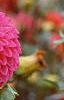 Dahlia 'Loretta', flowers