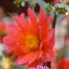 Dahlia 'Loretta', flowers
