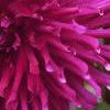 Dahlia var. Group 5 'Lilac Time', flowers