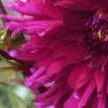 Dahlia var. Group 5 'Lilac Time', flowers