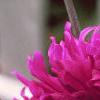 Dahlia var. Group 5 'Lilac Time', flowers