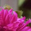 Dahlia var. Group 5 'Lilac Time', flowers