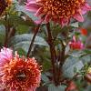 Dahlia 'Melody Mambo', habit