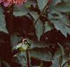 Dahlia 'Melody Mambo', habit
