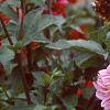 Dahlia 'Melody Mambo', habit