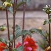 Dahlia 'Melody Mambo', habit