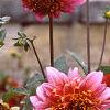 Dahlia 'Melody Mambo', habit