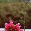 Dahlia 'Melody Mambo', habit