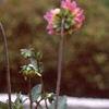 Dahlia 'Melody Mambo', habit