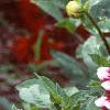 Dahlia 'Mystery Day', flowers