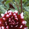 Dahlia 'Mystery Day', flowers