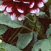 Dahlia 'Mystery Day', flowers