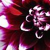 Dahlia 'Mystery Day', flowers