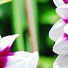 Dahlia 'Mystery Day', flowers