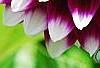 Dahlia 'Mystery Day', flowers