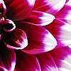 Dahlia 'Mystery Day', flowers