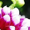 Dahlia 'Mystery Day', flowers