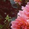 Dahlia 'Otto's Thrill', flowers