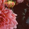 Dahlia 'Otto's Thrill', flowers