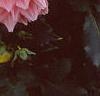 Dahlia 'Otto's Thrill', flowers
