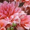 Dahlia 'Otto's Thrill', flowers