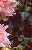 Dahlia 'Otto's Thrill', flowers