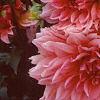 Dahlia 'Otto's Thrill', flowers