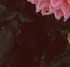 Dahlia 'Otto's Thrill', flowers