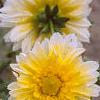 Dahlia 'Pasa Doble', flowers