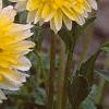 Dahlia 'Pasa Doble', flowers