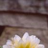 Dahlia 'Pasa Doble', flowers