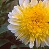 Dahlia 'Pasa Doble', flowers
