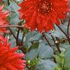 Dahlia 'Pfitzer's Joke', habit