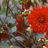 Dahlia 'Pfitzer's Joke', habit
