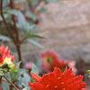 Dahlia 'Pfitzer's Joke', habit