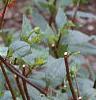 Dahlia 'Pfitzer's Joke', habit