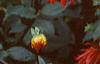 Dahlia 'Pfitzer's Joke', habit