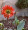 Dahlia 'Pfitzer's Joke', habit