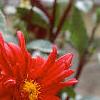 Dahlia 'Pfitzer's Joke', flowers