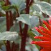 Dahlia 'Pfitzer's Joke', flowers