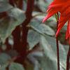 Dahlia 'Pfitzer's Joke', flowers