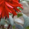 Dahlia 'Pfitzer's Joke', flowers