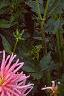 Dahlia 'Pink Princess', habit