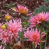 Dahlia 'Pink Princess', habit
