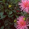 Dahlia 'Pink Princess', habit