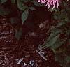 Dahlia 'Pink Princess', habit