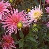 Dahlia 'Pink Princess', habit